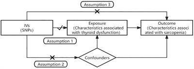 Thyroid dysfunction and sarcopenia: a two-sample Mendelian randomization study